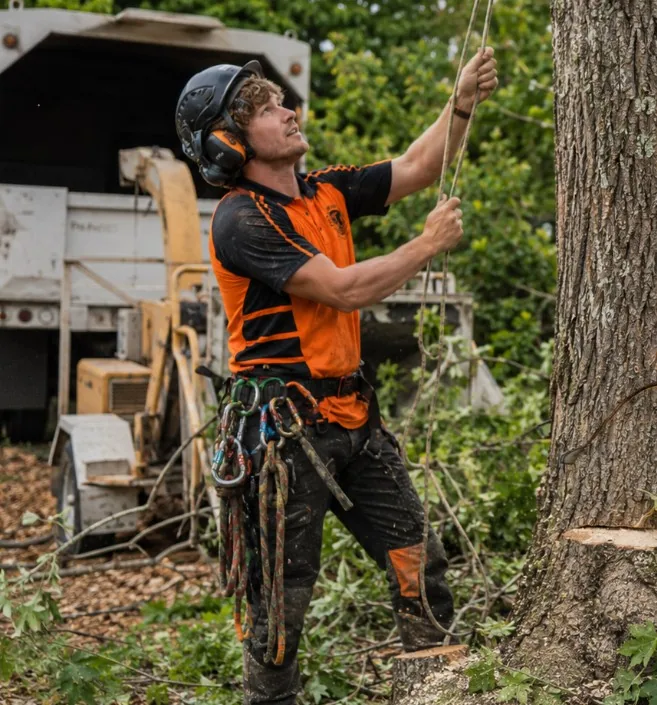 West Auckland arborist setting a climbing line before a tree removal