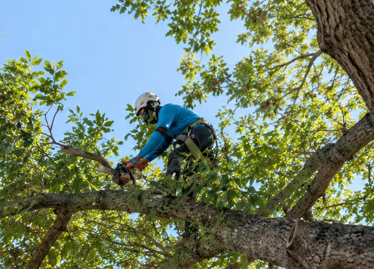 Tree Maintenance in West Auckland