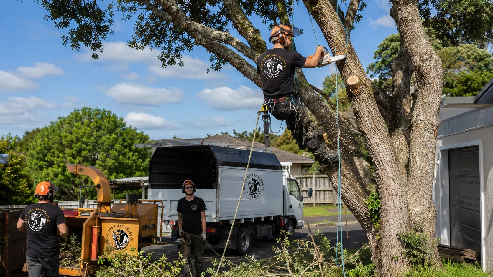Climbing arborist dismantling a large tree on a Waitakere property