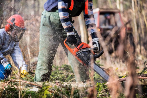 arborist in west auckland