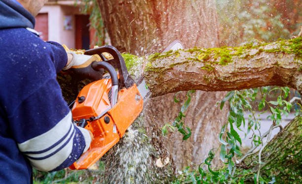 emergency tree care in west auckland