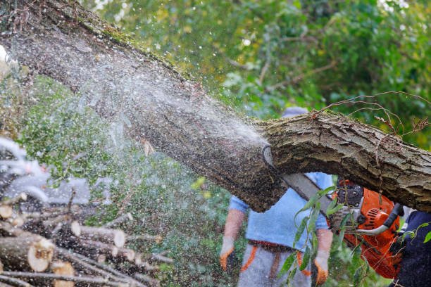 emergency tree removal in northshore service