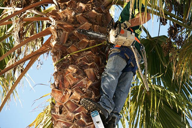palm tree removal