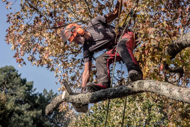 tree removal auckland for commercial projects