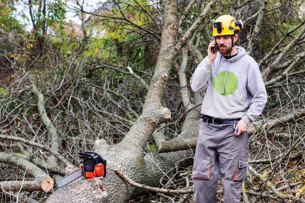 tree removal professional west auckland