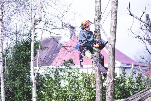 west auckland tree removal for homes