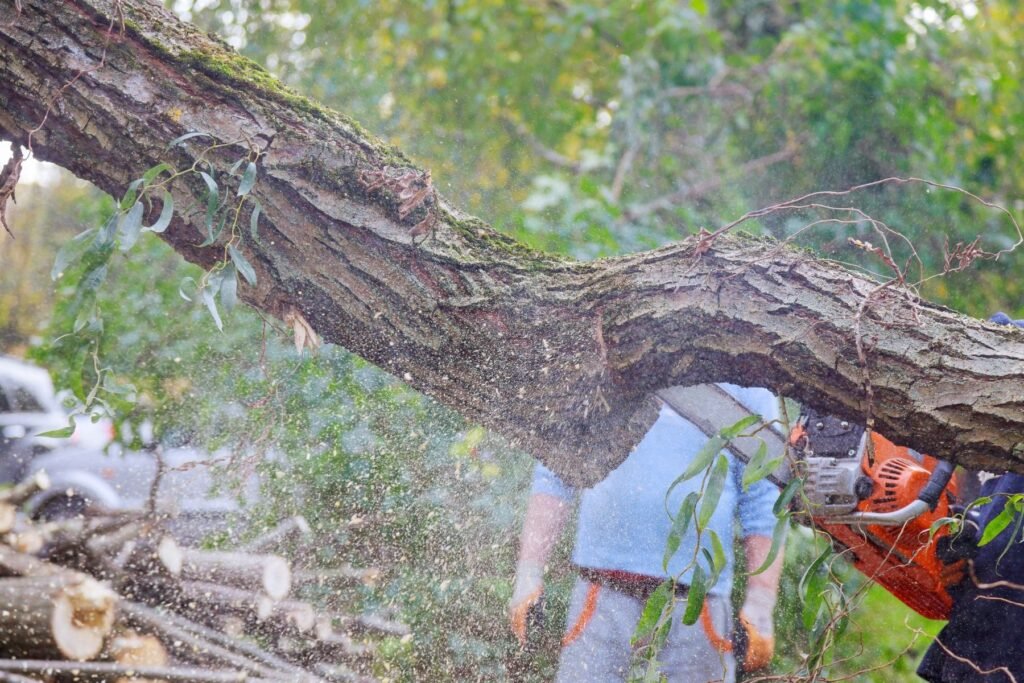 auckland tree felling