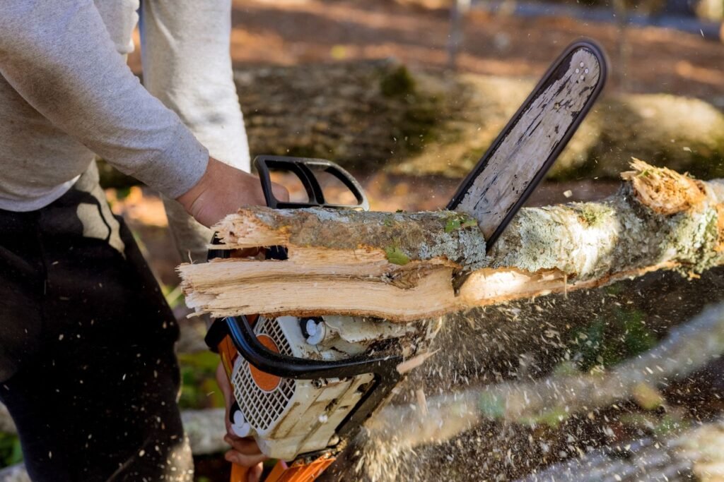 auckland tree removal