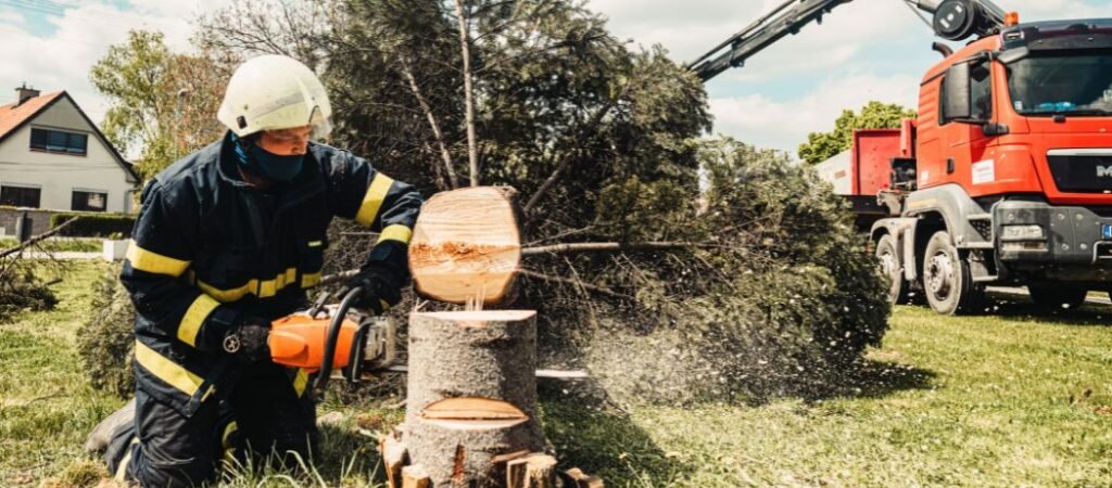 A Guide to Choosing the Best West Auckland Arborist