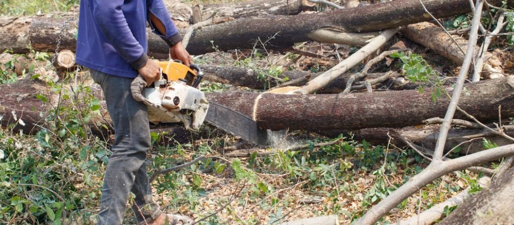 West Auckland Tree Services: December Tree Pruning
